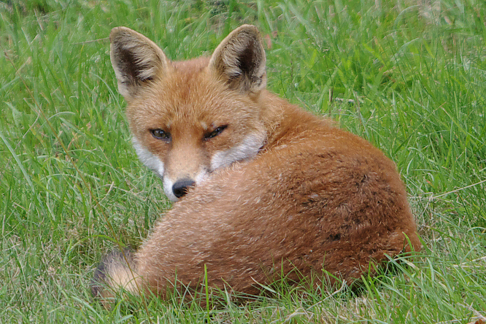 Fox