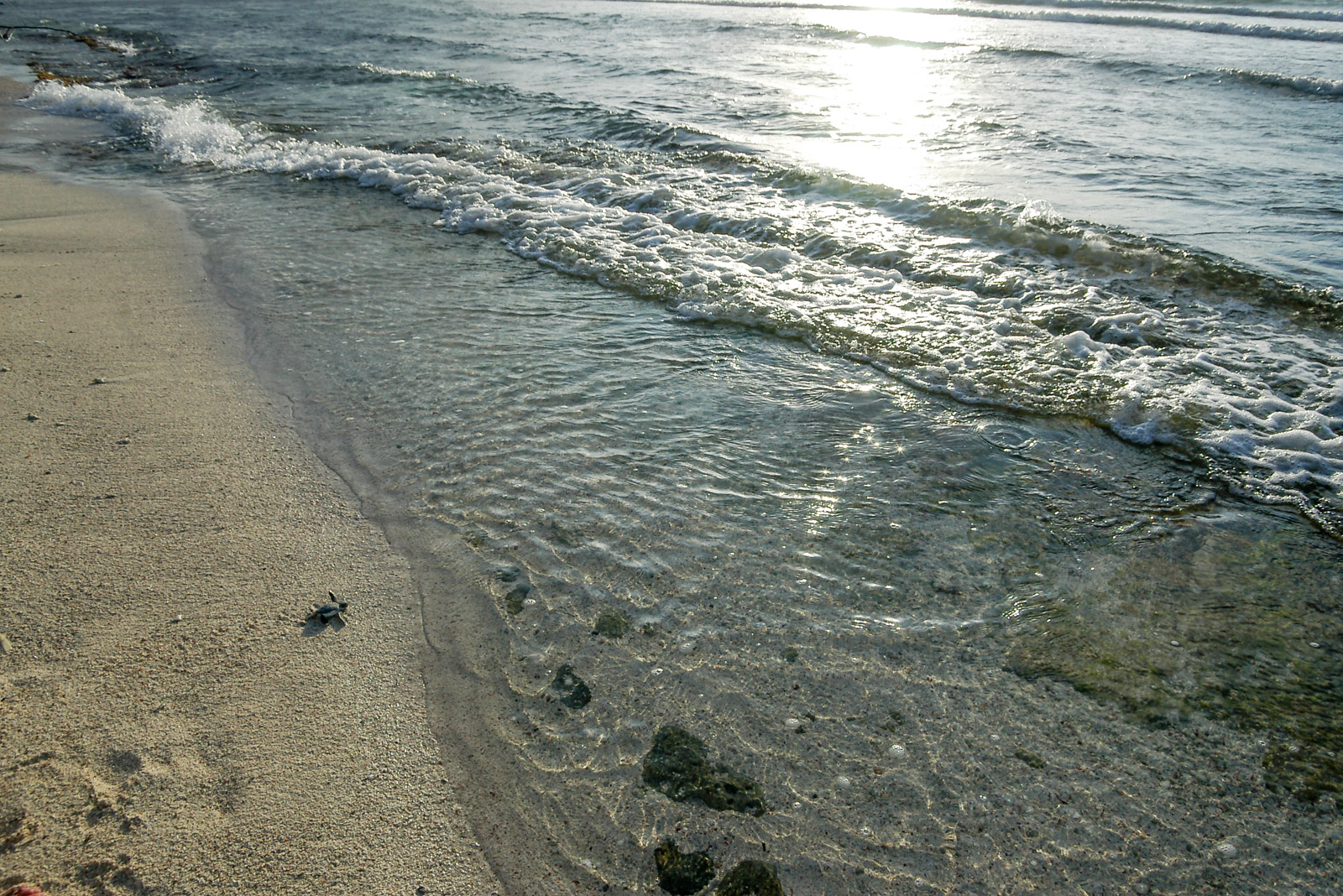 Akumal - new born turtle